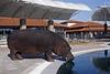 A evadat singurul hipopotam din Muntenegru